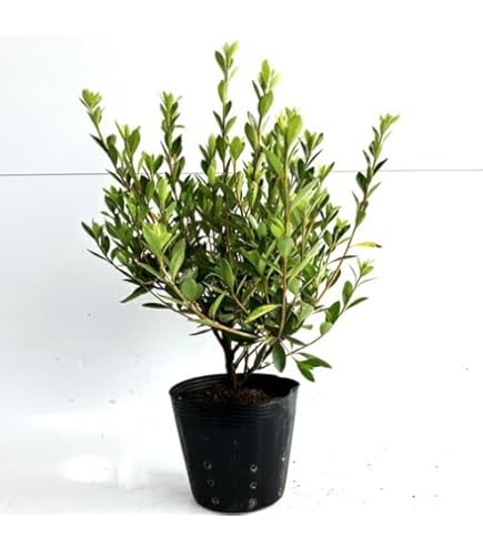 Amazon.co.jp: 【5本セット】サツキツツジ（さつき） 樹高0.3m前後